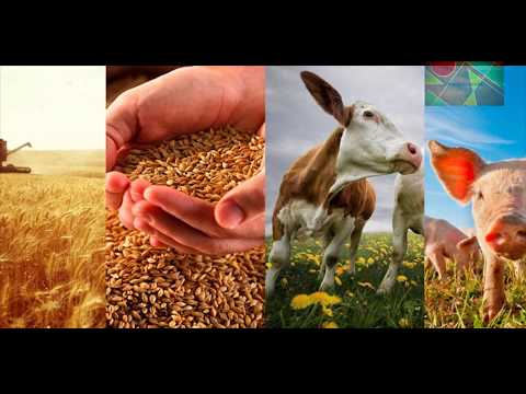 Видео: § 27 "Агропромышленный комплекс. Растениеводство", География 9 класс, Домогацких