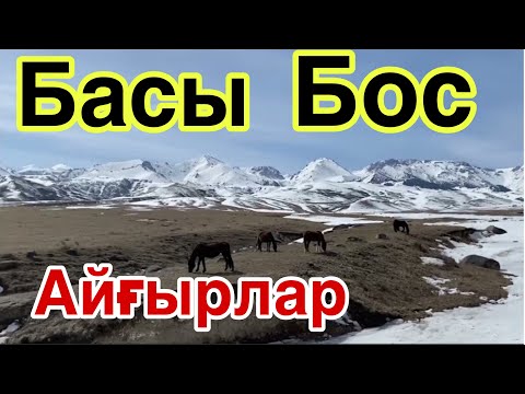 Видео: Бие іздеген Сәуірік Айғырлар! Жылқы жыры.