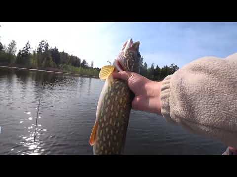Видео: ОЗЕРО ПОЛНОЕ ГОЛОДНЫХ ЩУК! РЫБАЛКА НА ЩУКУ В ЗАБРОС! ЛОВЛЯ НА ИССКУСТВЕННЫЕ ПРИМАНКИ!