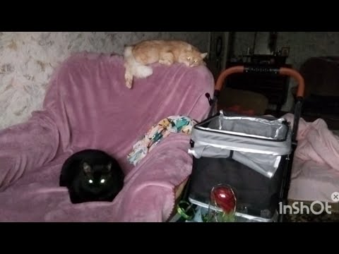 Видео: Отключения электричества в Киеве. Живём , как можем. 