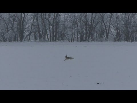 Видео: Только лучшие выстрелы и красивые моменты охот на зайца (сезон  2021-2022г)