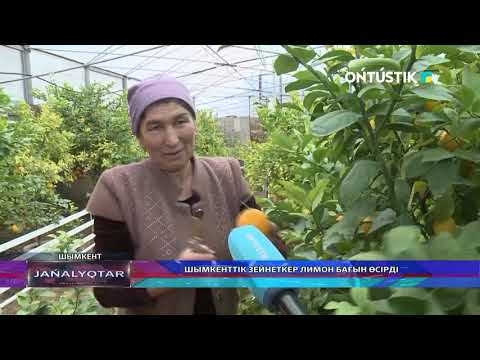 Видео: ШЫМКЕНТТІК ЗЕЙНЕТКЕР ЛИМОН БАҒЫН ӨСІРДІ