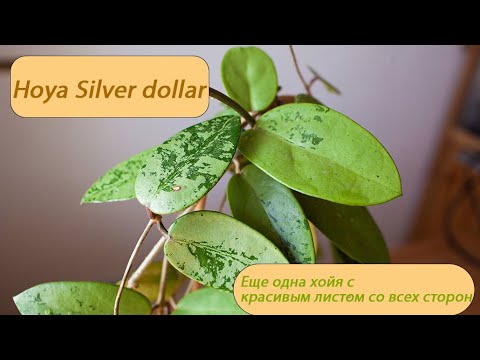 Видео: Hoya Silver dollar- еще одна хойя с красивым листом со всех сторон.