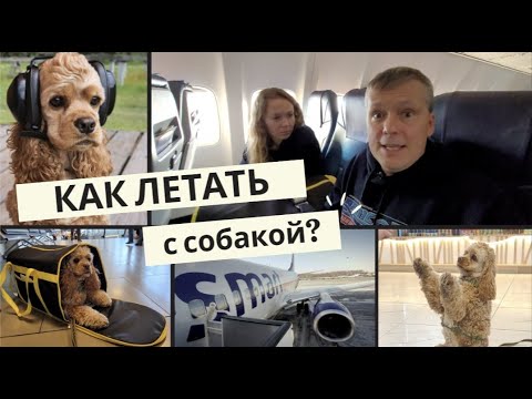 Видео: Собака в самолете: как не допустить наших ошибок? Перелёт со Smartavia