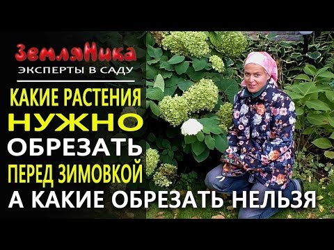 Видео: Осенняя обрезка растений. Как обрезать растения на зиму. Готовим сад к зиме. Ольга Воронова.