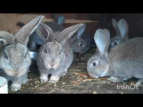 Видео: Кролики Фландр | В чем отличие пород Ризен, Фландр, Бельгийский великан