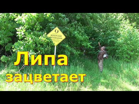 Видео: Приехал на липу / Липовый цвет.