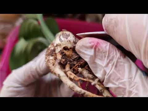 Видео: клещевые поражения эухариса