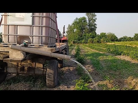 Видео: Як ми поливаємо ремонтанту малину,коли немає дощу. Будні села.