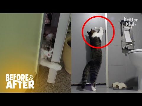 Видео: Гениальный Кот Отпирает Электронные Двери, Чтобы Сбежать | До И После Makeover Ep 46