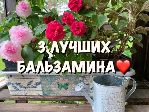 Видео: 3 НЕВЕРОЯТНО КРАСИВЫХ БАЛЬЗАМИНА❤️❤️❤️