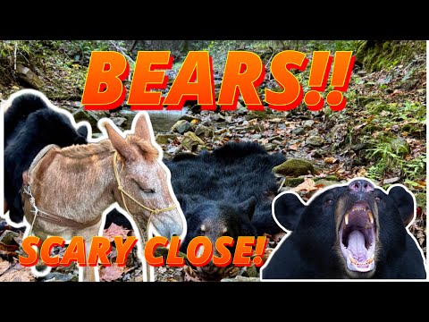 Видео: Традиционная стрельба из лука на медведя-охоту на мулов-Арканзас 2025