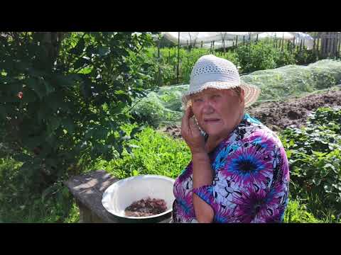 Видео: Сок приготовила , ягод насобирала, лук убрали .