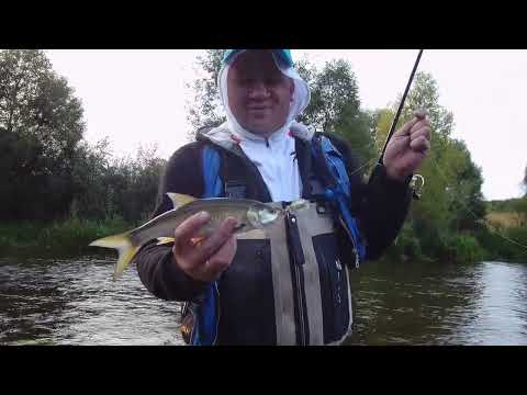 Видео: Голавлям -колебло, окуням -силикон!!!