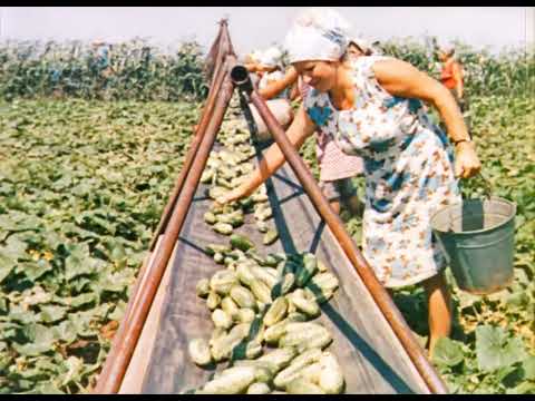 Видео: Овощеводство: огурцы, 1973