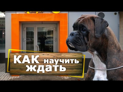 Видео: Как научить собаку ЖДАТЬ вас [около магазина]