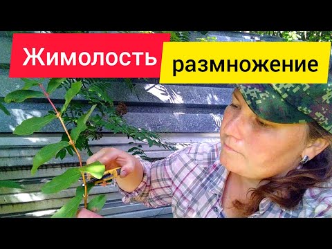 Видео: ⚫Жимолость / Зеленое черенкование / Размножение жимолости зелёными черенками