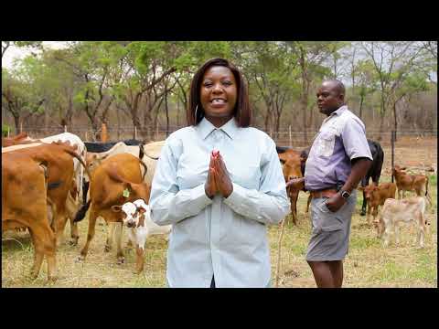Видео: ТЕЛКИ ГОТОВЫ К ПРОДАЖЕ В ЗИМБАБВЕ С КОМПАНИЕЙ LANGTON CATTLE