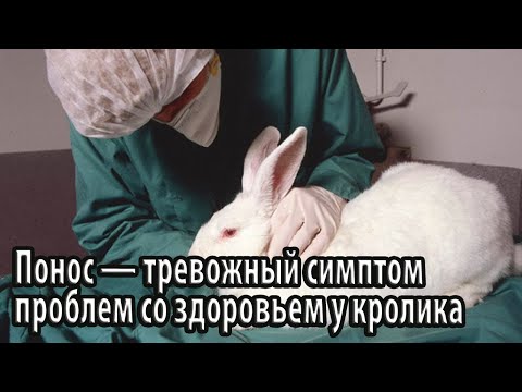 Видео: Понос — тревожный симптом проблем со здоровьем у кролика