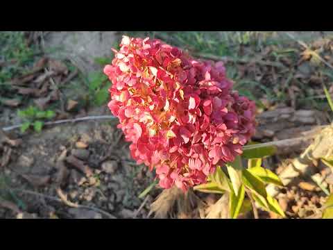 Видео: Огляд волотистих гортензій 2-3 річного віку, вересень 2025 р.