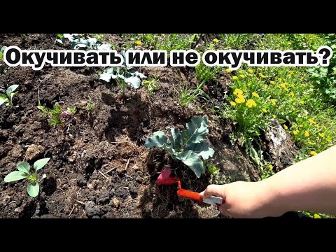 Видео: Какие овощи требуют окучивания?