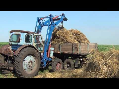 Видео: универсальные вилы на КУН для погрузки сена, погрузили и перевезли последнее сено, жизнь в деревне