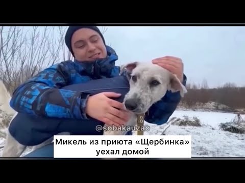 Видео: Микель из «Щербинка» уехал домой! Проект Собака Юзао