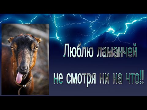 Видео: Родили?! Или приснилось... Ох, уж эти ламанчи