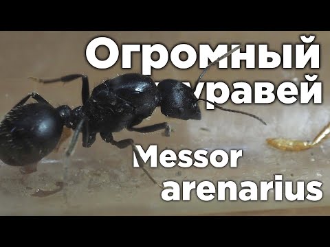 Видео: ОГРОМНЫЙ МУРАВЕЙ АФРИКИ - Messor arenarius