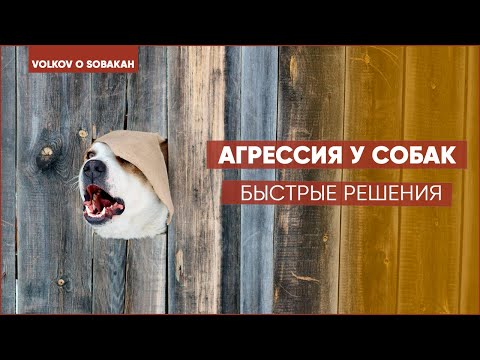 Видео: Быстрая помощь при АГРЕССИИ у собаки. Собака агрессивна к детям.Пищевая агрессия у собак.Злая собака