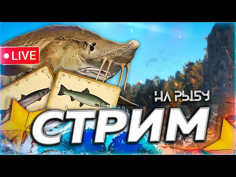 Видео: 🍁 РЫБКА СЛОВНО ЛАМБО 🍂 ТУРНИР СЕЛЁДКА ЧЕРНОМОРСКАЯ 4 УТРА СТАРТ Русская Рыбалка 3aekkk РР4