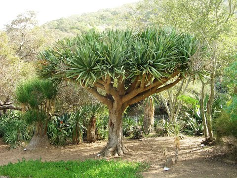 Видео: #Драцена2 #Dracaena2 Houseplants77 Комнатные растения77 Декоративные растения