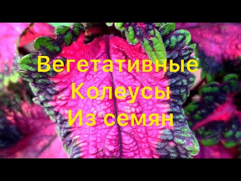 Видео: . Продолжение
