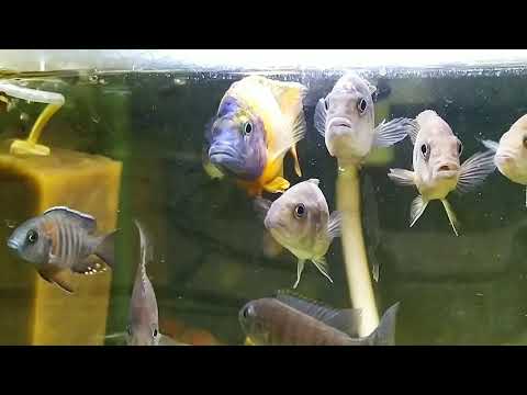 Видео: Обзор аквариумной фермы ИхтиАндр.