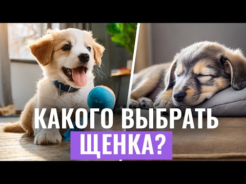 Видео: ЧТО НУЖНО ЗНАТЬ перед покупкой щенка? ОЦЕНКА ТЕМПЕРАМЕНТА. Видеоинструкция по выбору питомца|Часть 2