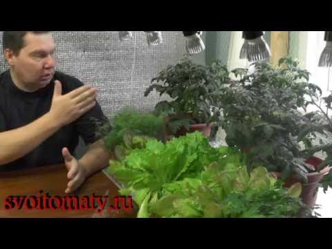 Видео: Зимний огород у окна