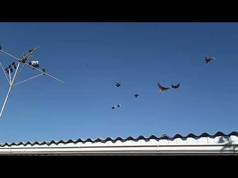 Видео: Продолжение. В гостях у Виктора (Зубчика) 