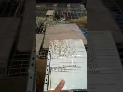 Видео: Новый корм для кроликов с пшеничными отрубями.