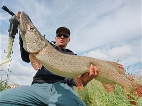 Видео: 4 заброса - 4 поклевки. Musky Innovations Bull Dawg. Zetrix Hell Hound Bull Dawg Edition.