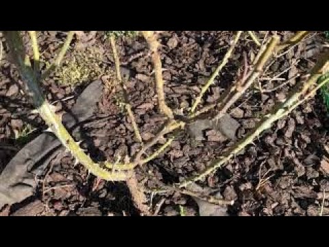 Видео: ЯК Я ОБРІЗАЮ ЧАЙНО - ГІБРИДНІ ТРОЯНДИ ТА СПРЕЙКИ.