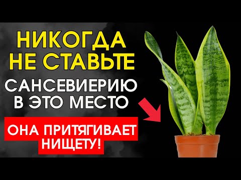 Видео: СРОЧНО уберите её из этих мест! Она высасывает деньги из дома