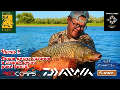 Видео: Ловля диких сазанов в старом русле реки Волга. Часть первая.