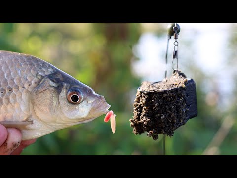 Видео: Тут много карася клюёт один за одним, рыбалка на фидерную снасть, поклёвки рыбы крупным планом