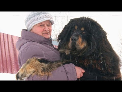 Видео: Гигант, который тонко чувствует – тибетский мастиф