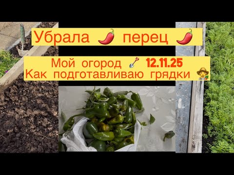 Видео: МОЙ ОГОРОД 👩‍🌾 12.11.25 ПОДГОТАВЛИВАЮ ГРЯДКИ 👩‍🌾 УБРАЛА ПЕРЕЦ 🌶️ 