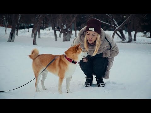 Видео: Про содержание сиба-ину