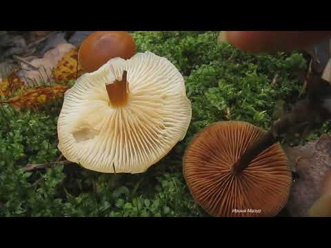 Видео: Как отличить галерину окаймленную от фламмулины.