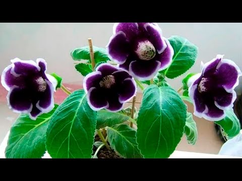 Видео: Дачники  Подготавливаем глоксинию к зимнему отдыху и сеем семена к новому сезону