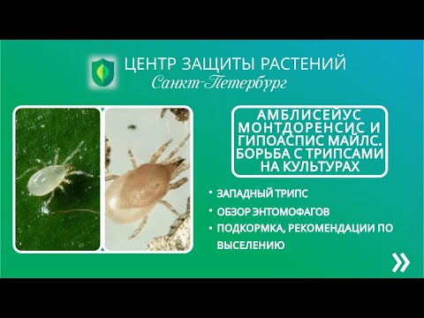 Видео: Амблисейус Монтдоренсис и Гипоаспис Майлс. Борьба с трипсами на культурах