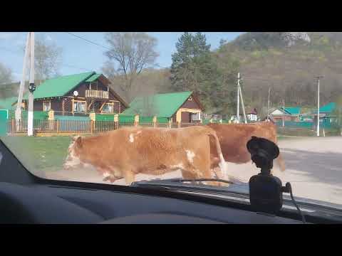 Видео: КУК-КАРАУК. Водопад. Нет дорог. Красота родного края. Башкортостан.